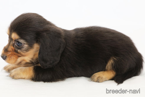 成約済の神奈川県のミニチュアダックスフンド(ロングヘアード)-306791の2枚目